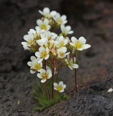 Saxifraga cespitosa