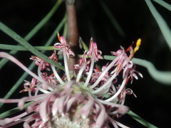 Isopogon divergens