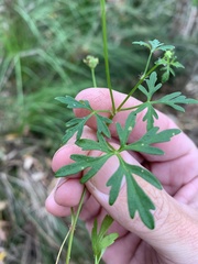 Trachymene procumbens