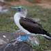 Blue-footed Booby - Photo (c) greglasley, some rights reserved (CC BY-NC), uploaded by Greg Lasley