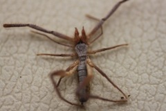 Ammotrechidae
