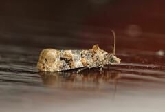 Lobesia botrana