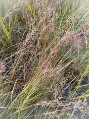 Juncus