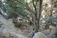 Olea capensis enervis