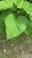 Catalpa