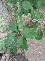 Quercus