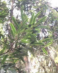 Podocarpus elatus