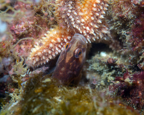 Butterfish (Pholis gunnellus) — Pholidae — 2