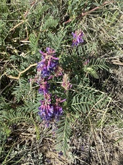 Astragalus bisulcatus