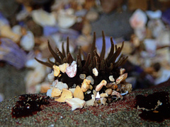 Anthopleura