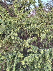 Pimelea serpyllifolia serpyllifolia