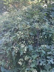 Clematis brevicaudata