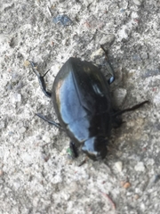 Hydrophilus piceus