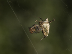 Philoponella congregabilis