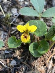 Viola biflora