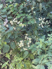 Clematis brevicaudata