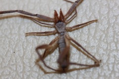 Ammotrechidae