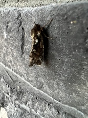 Chrysodeixis includens