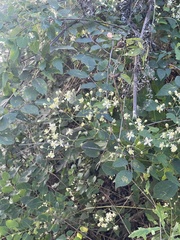 Clematis brevicaudata