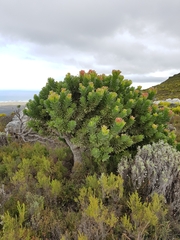 Mimetes fimbriifolius
