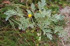 Artemisia absinthium