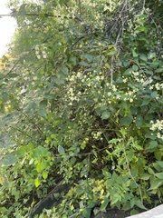 Clematis brevicaudata