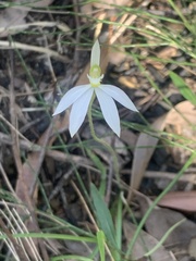Caladenia catenata