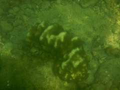Porites