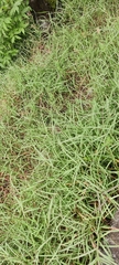 Digitaria ciliaris