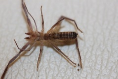 Ammotrechidae