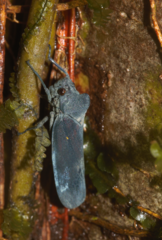 Proconia esmeraldae