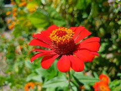 Zinnia elegans