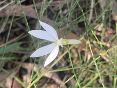 Caladenia catenata