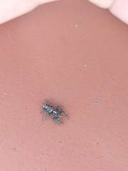 Macaroeris nidicolens