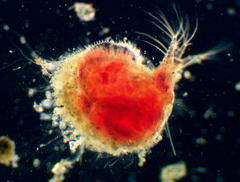 Ilyocryptus sordidus