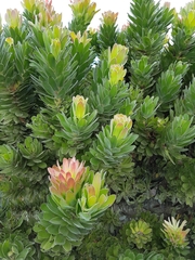 Mimetes fimbriifolius