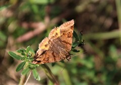 Euclidia glyphica