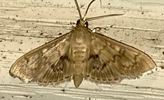 Psara obscuralis