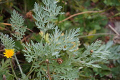 Artemisia absinthium