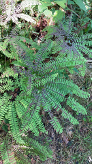 Adiantum pedatum
