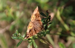 Euclidia glyphica