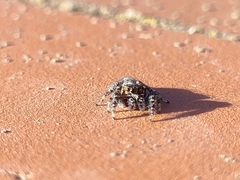 Macaroeris nidicolens