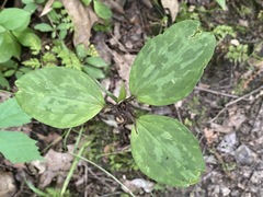 Trillium recurvatum