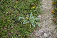 Artemisia absinthium