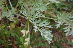Artemisia absinthium