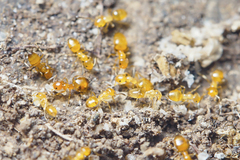 Plagiolepis flavescens