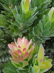 Mimetes fimbriifolius