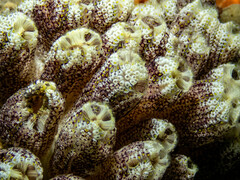 Botrylloides magnicoecus