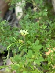 Xanthosia stellata