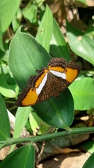 Adelpha cytherea